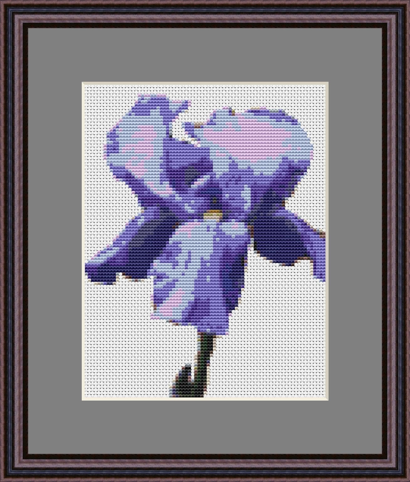 Kentucky Iris