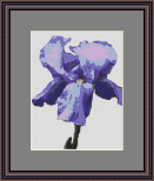 Kentucky Iris